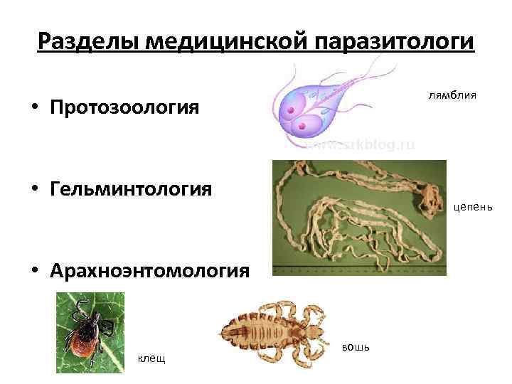 Паразитология картинки для презентации