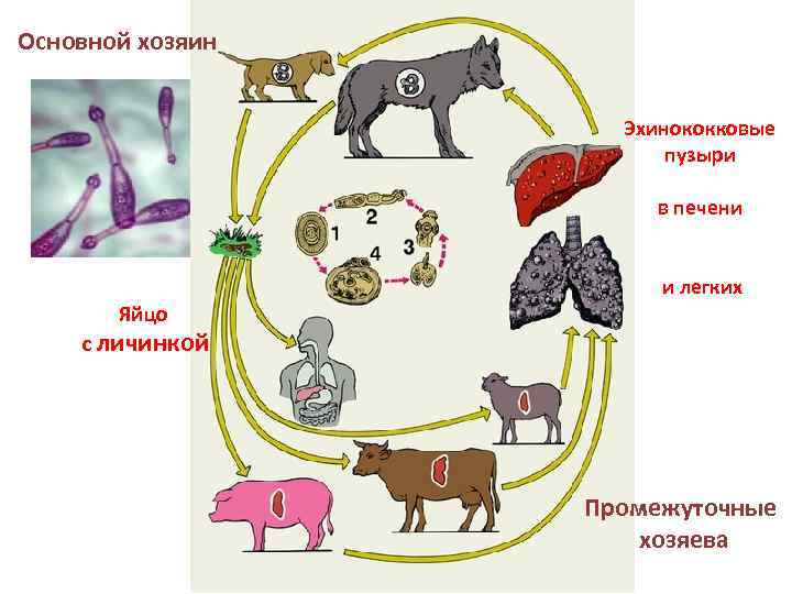 Схема значение хищников и паразитов для сохранения жизни на земле