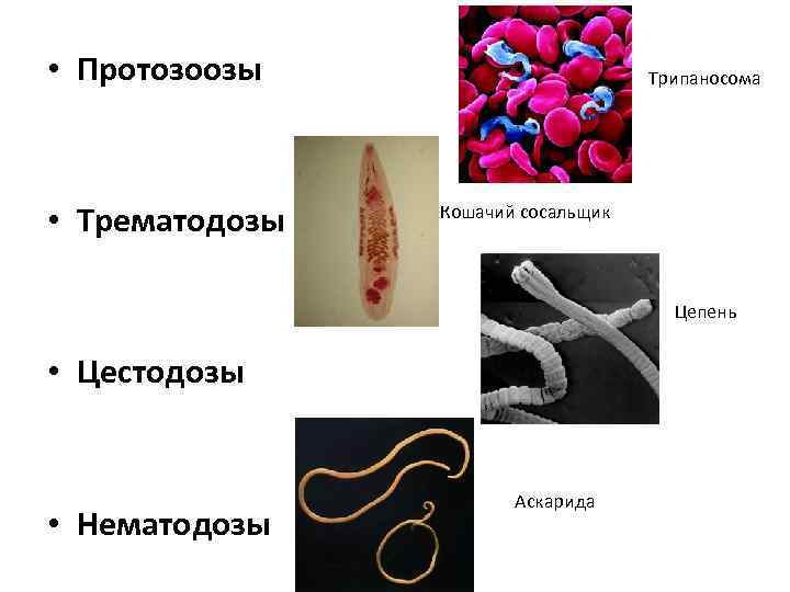  • Протозоозы • Трематодозы Трипаносома Кошачий сосальщик Цепень • Цестодозы • Нематодозы Аскарида