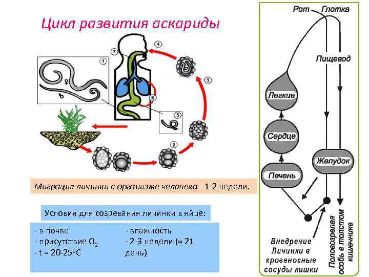 Цикл развития аскариды Миграция личинки в организме человека - 1 -2 недели. Условия для