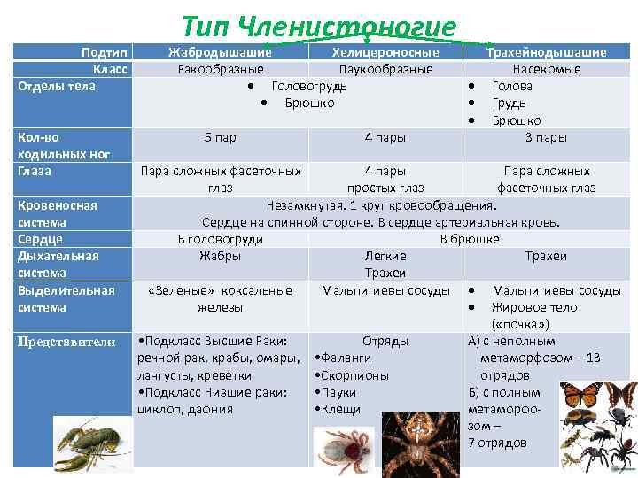 Отделы тела и ходильных ног пары