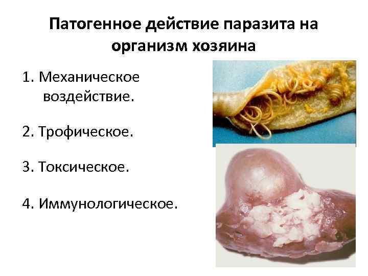 Патогенное действие паразита на организм хозяина 1. Механическое воздействие. 2. Трофическое. 3. Токсическое. 4.