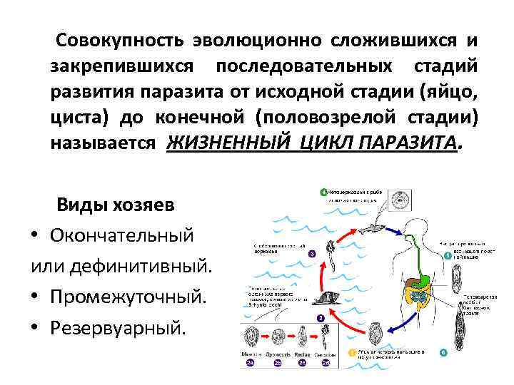  Совокупность эволюционно сложившихся и закрепившихся последовательных стадий развития паразита от исходной стадии (яйцо,
