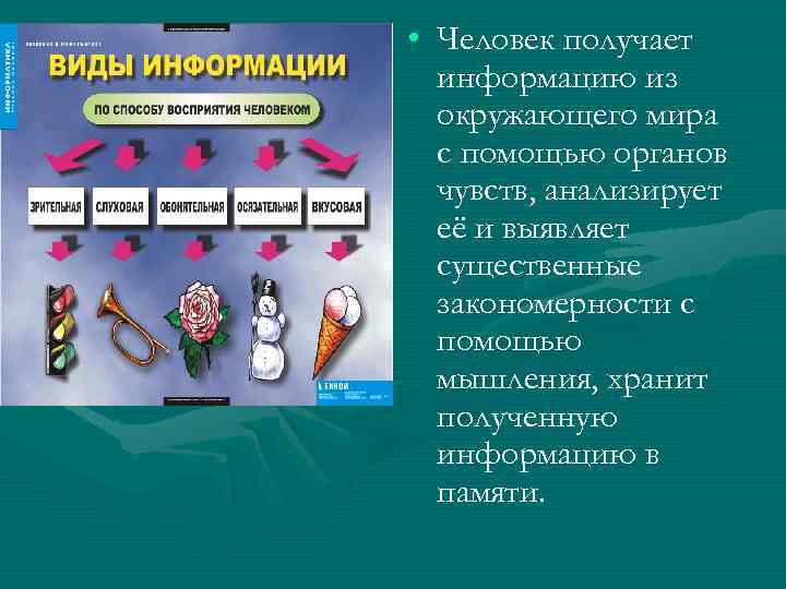  • Человек получает информацию из окружающего мира с помощью органов чувств, анализирует её