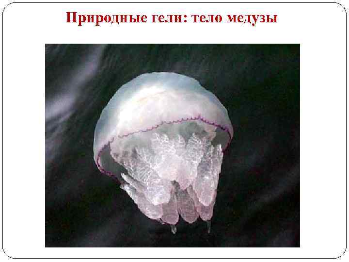 Природные гели: тело медузы 