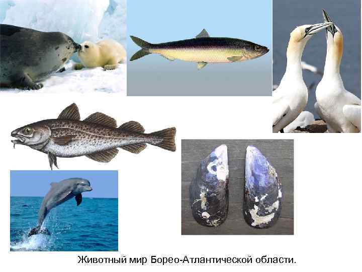 Животный мир Борео-Атлантической области. 