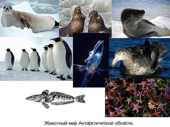 Животный мир Антарктической области. 