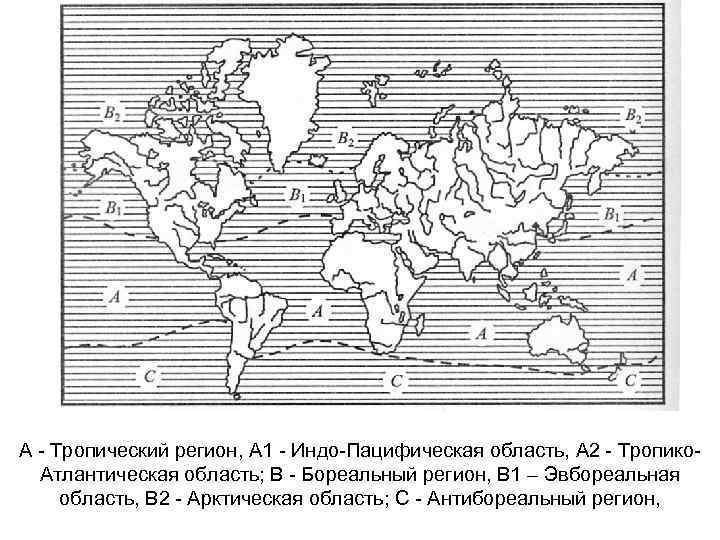 А - Тропический регион, А 1 - Индо-Пацифическая область, А 2 - Тропико. Атлантическая