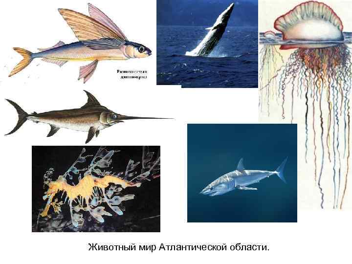 Животный мир Атлантической области. 