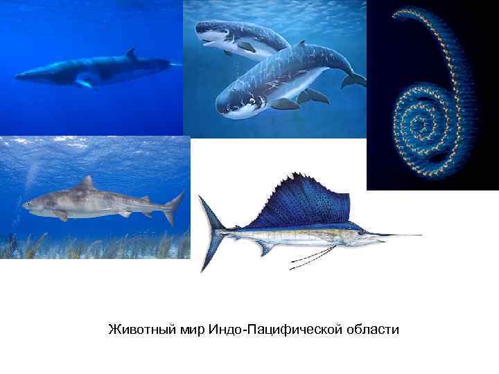 Животный мир Индо-Пацифической области 