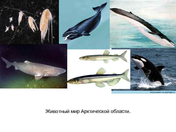 Животный мир Арктической области. 