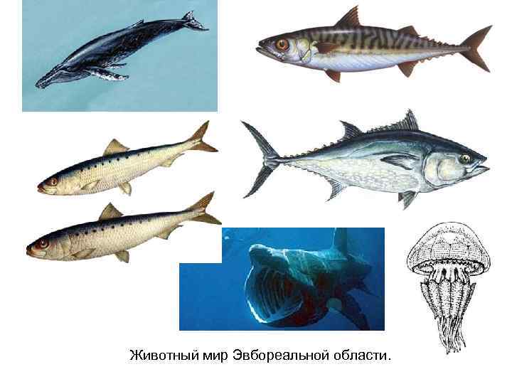 Животный мир Эвбореальной области. 
