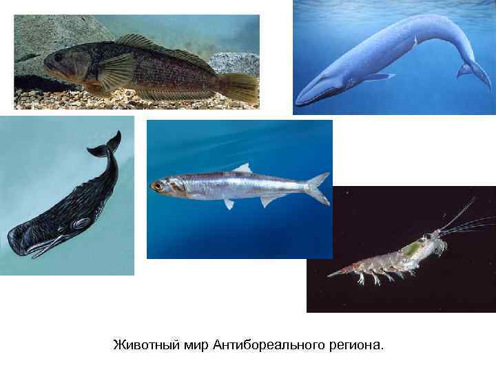 Животный мир Антибореального региона. 