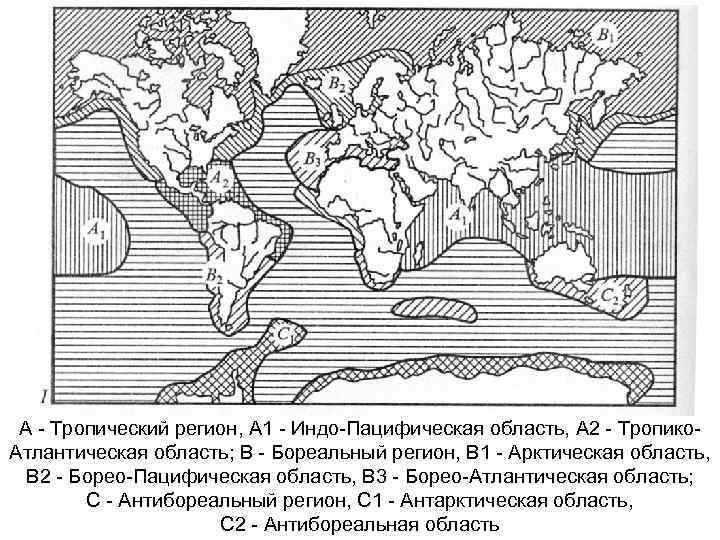 А - Тропический регион, А 1 - Индо-Пацифическая область, А 2 - Тропико. Атлантическая