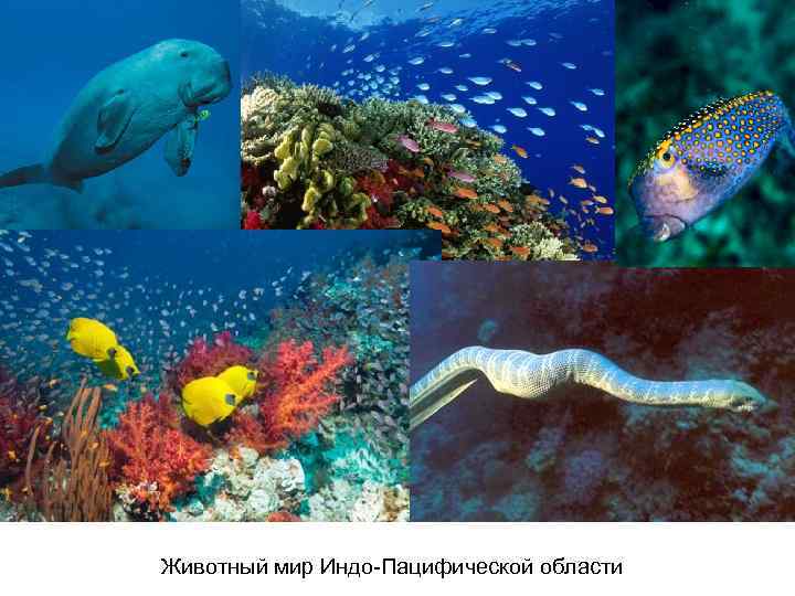 Животный мир Индо-Пацифической области 