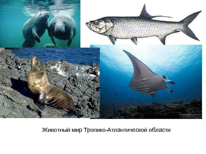 Животный мир Тропико-Атлантической области 