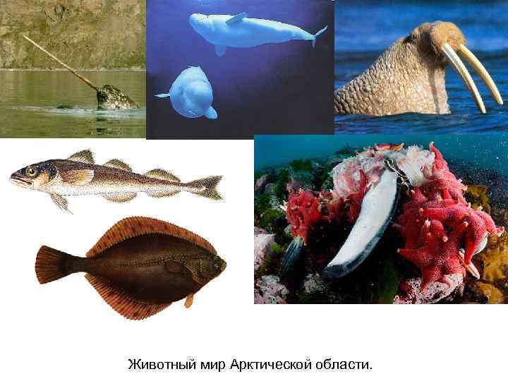 Животный мир Арктической области. 