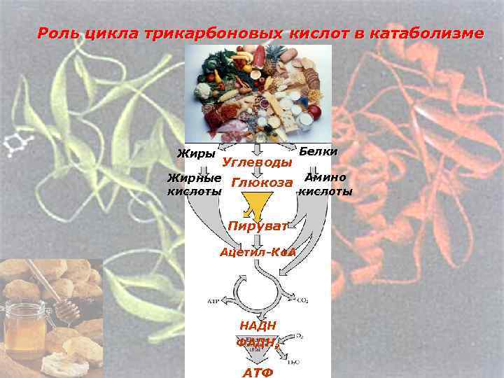 Роль цикла трикарбоновых кислот в катаболизме Жиры Углеводы Белки Жирные Глюкоза Амино кислоты Пируват