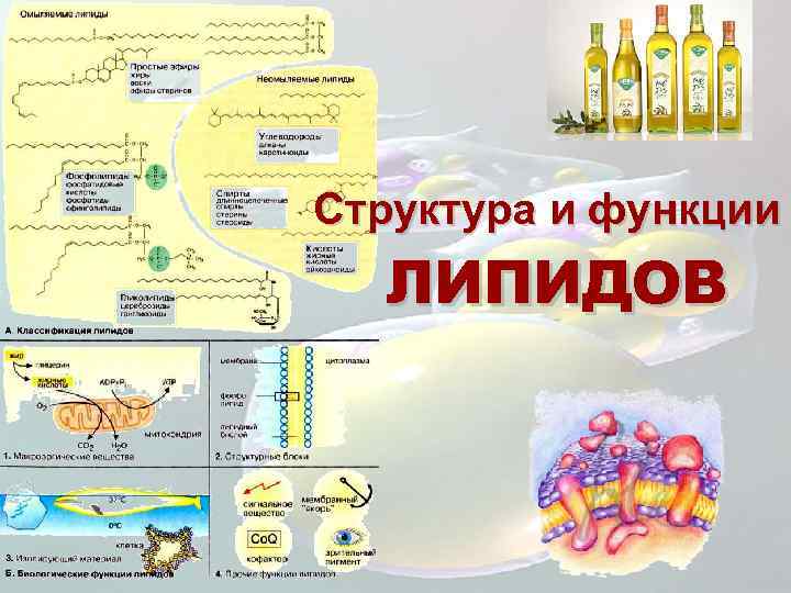 Липиды волоса состав. Белки жиры липиды. Белки и липиды. Строительная функция липидов примеры. Состав липидов в биологии 10 класс.