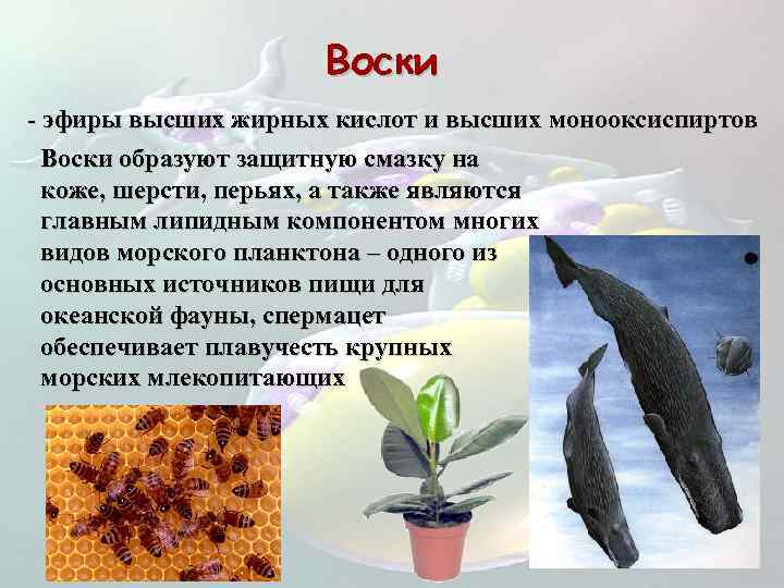 Воски - эфиры высших жирных кислот и высших монооксиспиртов Воски образуют защитную смазку на