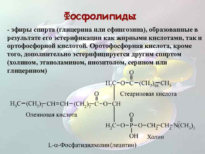 Фосфолипиды это. Фосфатидная кислота Холин фосфолипид. Фосфатиды роль. Глицерин фосфолипиды. Глицерин фосфолипидов.