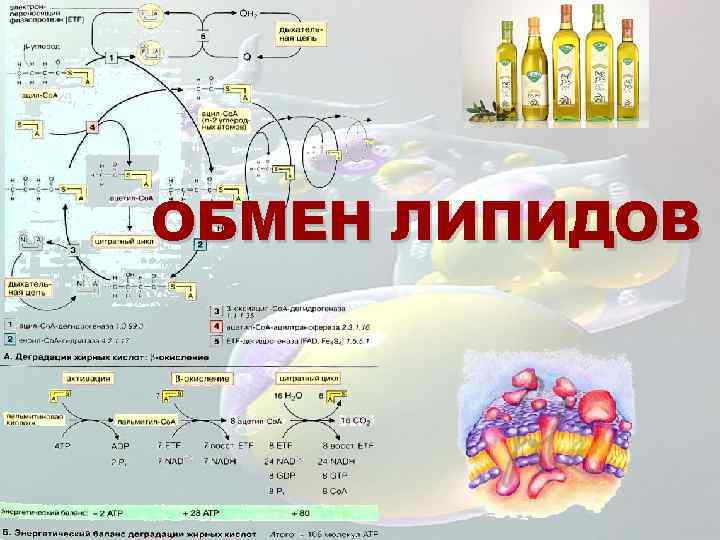 Обмен липидов биохимия схема