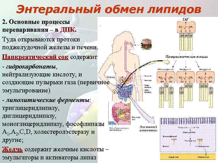 Гормональная функция липидов. Основные функции липидов. Липиды выполняют функции. Структурная функция липидов. Транспортная функция липидов.