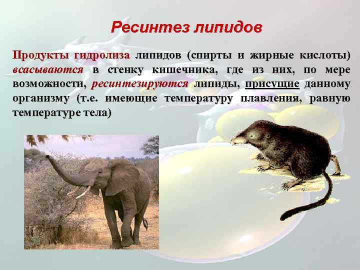 Ресинтез липидов Продукты гидролиза липидов (спирты и жирные кислоты) всасываются в стенку кишечника, где