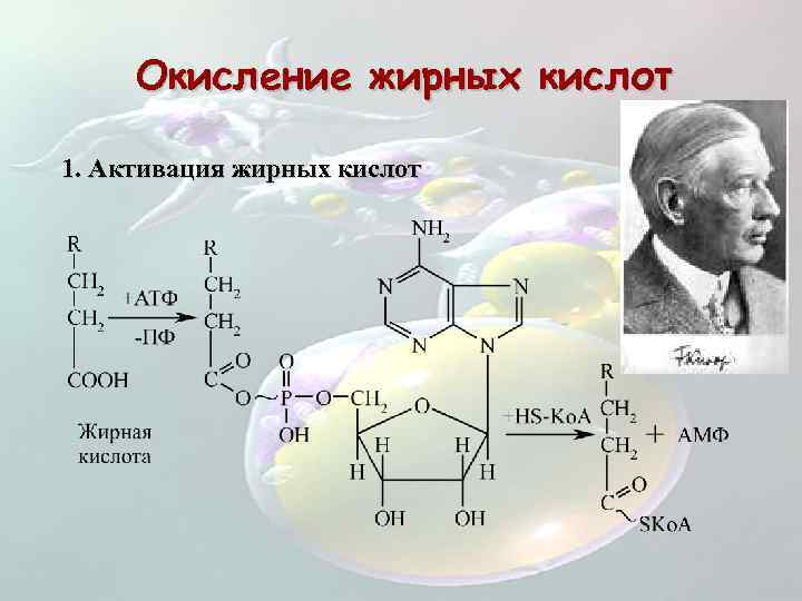 Окисление жирных кислот 1. Активация жирных кислот 