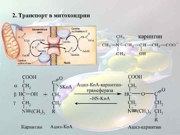 2. Транспорт в митохондрии карнитин 