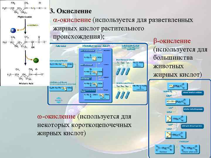 3. Окисление -окисление (используется для разветвленных жирных кислот растительного происхождения); -окисление (используется для большинства