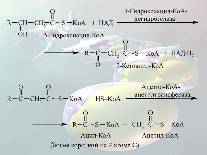 (более короткий на 2 атома С) 