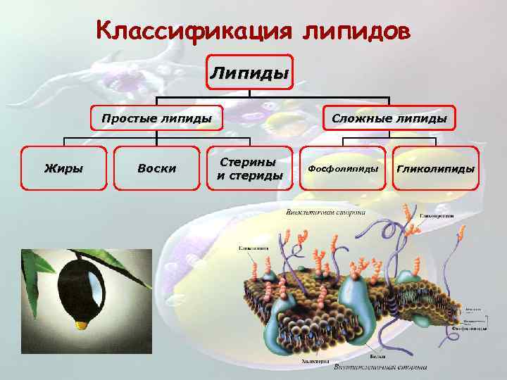 Классификация липидов Липиды Простые липиды Жиры Воски Сложные липиды Стерины и стериды Фосфолипиды Гликолипиды