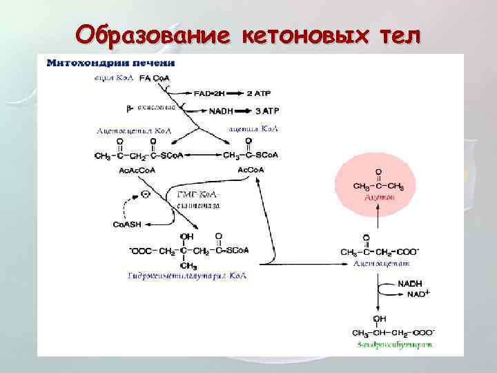 Образование кетоновых тел 