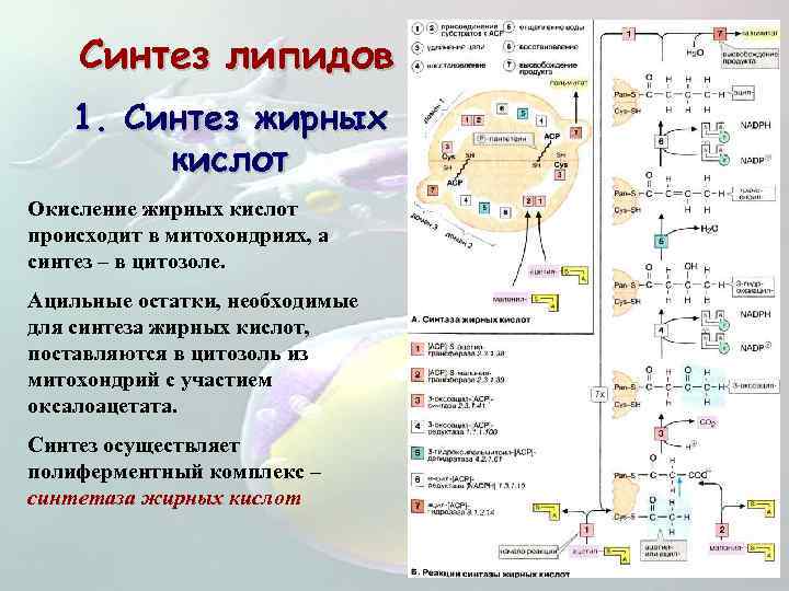 Синтез липидов схема