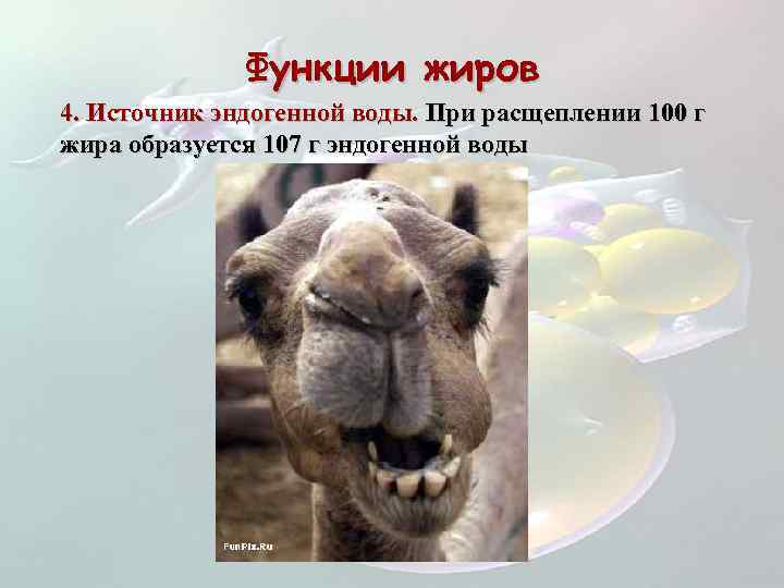 Функции жиров 4. Источник эндогенной воды. При расщеплении 100 г жира образуется 107 г