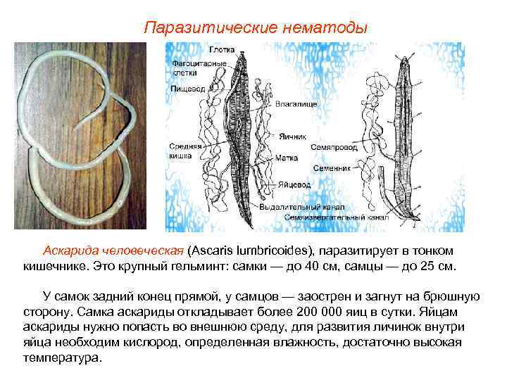 Паразитические нематоды Аскарида человеческая (Ascaris lumbricoides), паразитирует в тонком кишечнике. Это крупный гельминт: самки