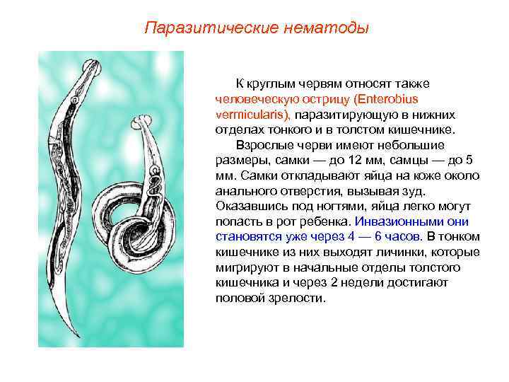 Паразитические нематоды К круглым червям относят также человеческую острицу (Enterobius vermicularis), паразитирующую в нижних