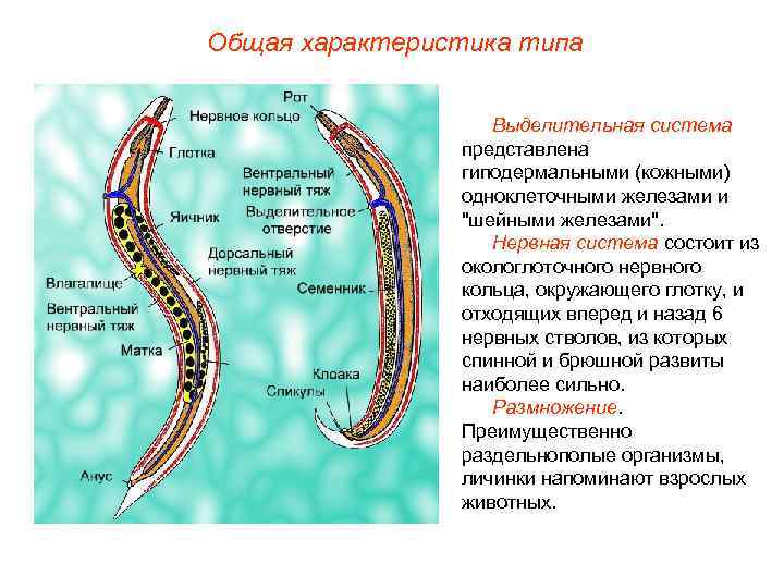Общая характеристика типа Выделительная система представлена гиподермальными (кожными) одноклеточными железами и 