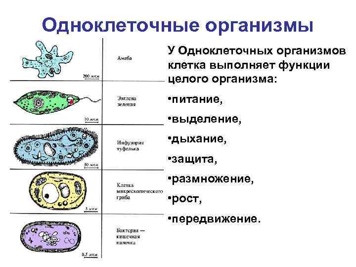 Одноклеточные организмы У Одноклеточных организмов клетка выполняет функции целого организма: • питание, • выделение,