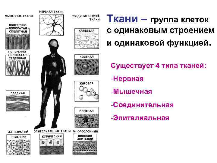 Ткани – группа клеток с одинаковым строением и одинаковой функцией. Существует 4 типа тканей: