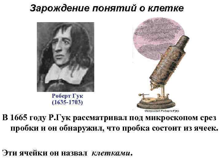 Зарождение понятий о клетке Роберт Гук (1635 -1703) В 1665 году Р. Гук рассматривал