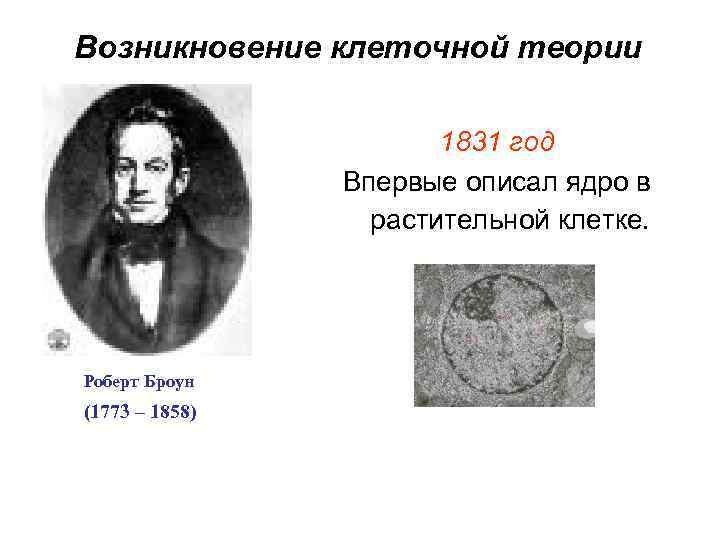 Возникновение клеточной теории 1831 год Впервые описал ядро в растительной клетке. Роберт Броун (1773