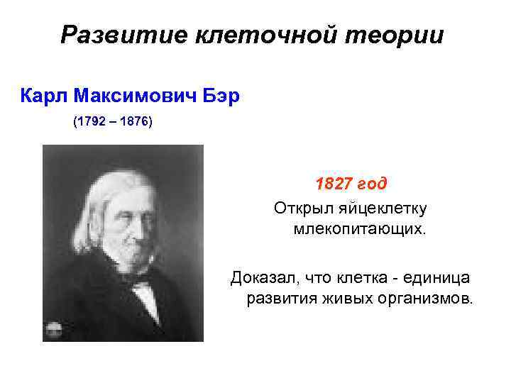 Развитие клеточной теории Карл Максимович Бэр (1792 – 1876) 1827 год Открыл яйцеклетку млекопитающих.