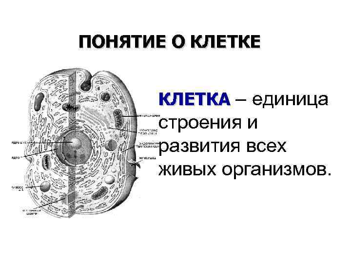 ПОНЯТИЕ О КЛЕТКЕ КЛЕТКА – единица строения и развития всех живых организмов. 