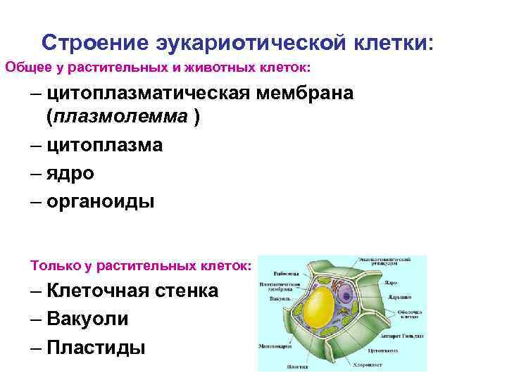 Строение эукариотической клетки: Общее у растительных и животных клеток: – цитоплазматическая мембрана (плазмолемма )