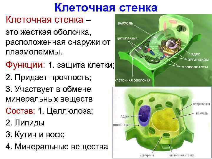 Клеточная стенка – это жесткая оболочка, расположенная снаружи от плазмолеммы. Функции: 1. защита клетки;