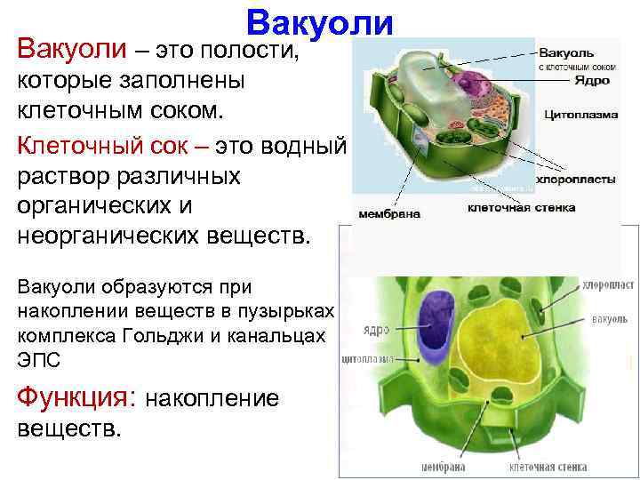 Вакуоли – это полости, которые заполнены клеточным соком. Клеточный сок – это водный раствор