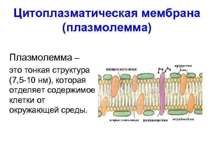 Цитоплазматическая мембрана (плазмолемма) Плазмолемма – это тонкая структура (7, 5 -10 нм), которая отделяет