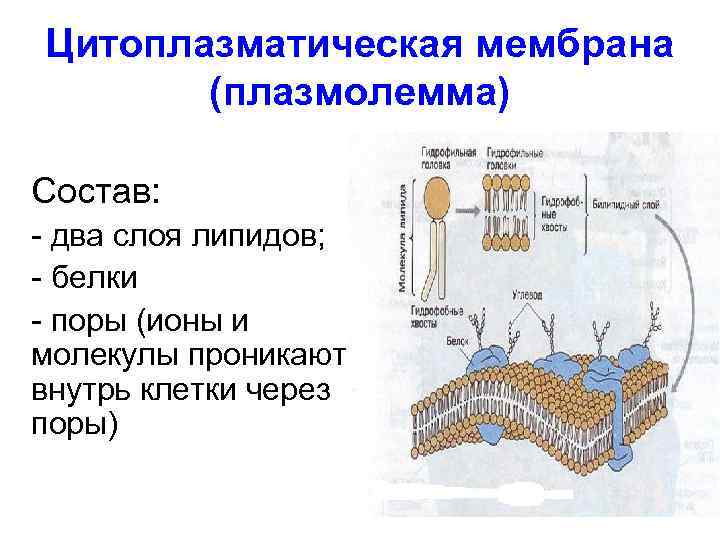 Цитоплазматическая мембрана (плазмолемма) Состав: - два слоя липидов; - белки - поры (ионы и